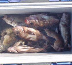 フィッシング キッタカ 釣果