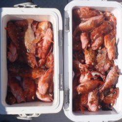 フィッシング　キッタカ 釣果