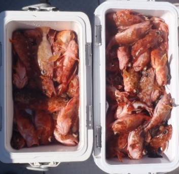 フィッシング　キッタカ 釣果