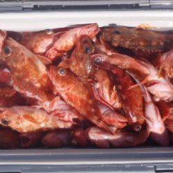 フィッシング　キッタカ 釣果