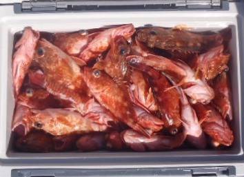 フィッシング　キッタカ 釣果