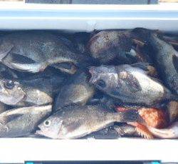 フィッシング　キッタカ 釣果