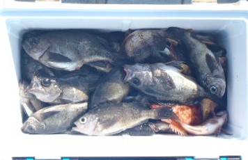 フィッシング　キッタカ 釣果