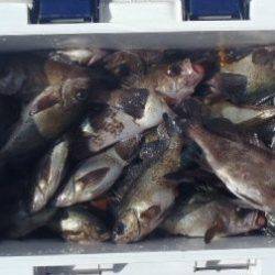 フィッシング キッタカ 釣果