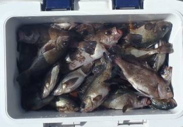 フィッシング キッタカ 釣果