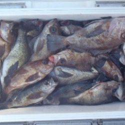 フィッシング キッタカ 釣果