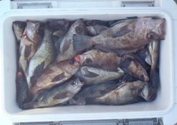 フィッシング キッタカ 釣果