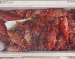 フィッシング　キッタカ 釣果