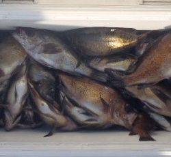 フィッシング　キッタカ 釣果