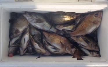 フィッシング　キッタカ 釣果