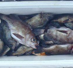 フィッシング キッタカ 釣果