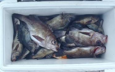 フィッシング　キッタカ 釣果