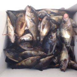 フィッシング　キッタカ 釣果