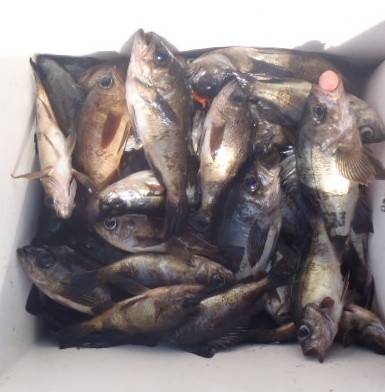 フィッシング　キッタカ 釣果