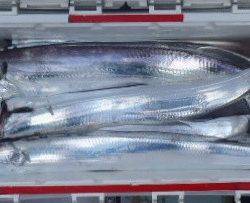 フィッシング キッタカ 釣果