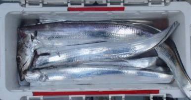 フィッシング キッタカ 釣果