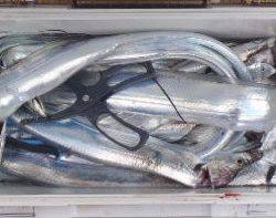 フィッシング キッタカ 釣果