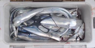 フィッシング キッタカ 釣果