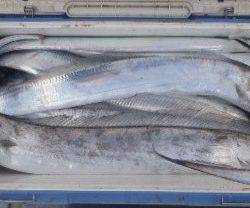 フィッシング キッタカ 釣果