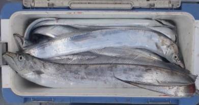 フィッシング キッタカ 釣果