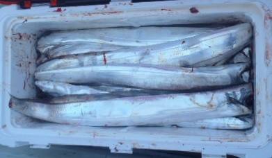 フィッシング　キッタカ 釣果