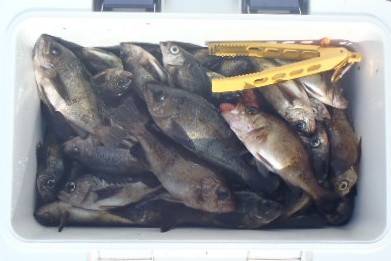 フィッシング　キッタカ 釣果