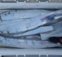 フィッシング キッタカ 釣果