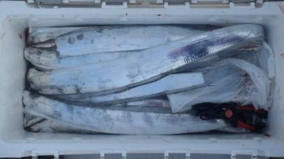 フィッシング キッタカ 釣果