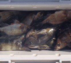 フィッシング　キッタカ 釣果