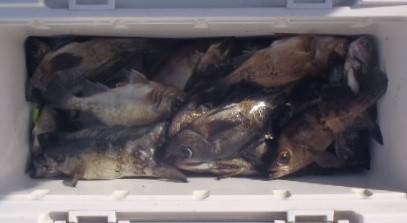 フィッシング　キッタカ 釣果