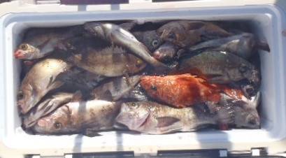 フィッシング キッタカ 釣果