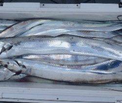 フィッシング キッタカ 釣果