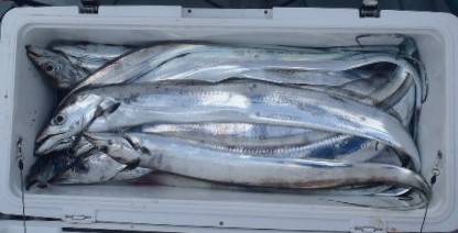 フィッシング キッタカ 釣果