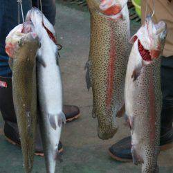 としまえんフィッシングエリア 釣果