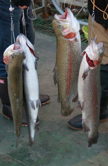 としまえんフィッシングエリア 釣果