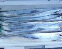 フィッシング キッタカ 釣果