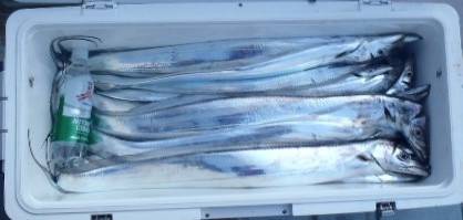 フィッシング キッタカ 釣果