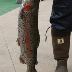 としまえんフィッシングエリア 釣果