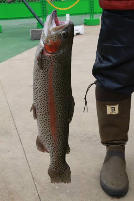 としまえんフィッシングエリア 釣果