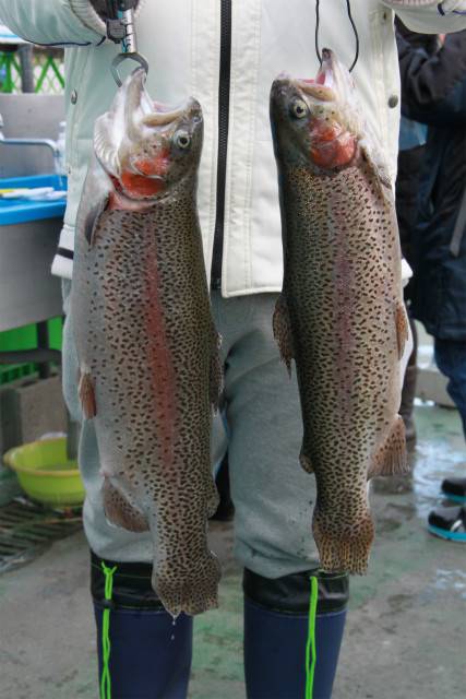 としまえんフィッシングエリア 釣果