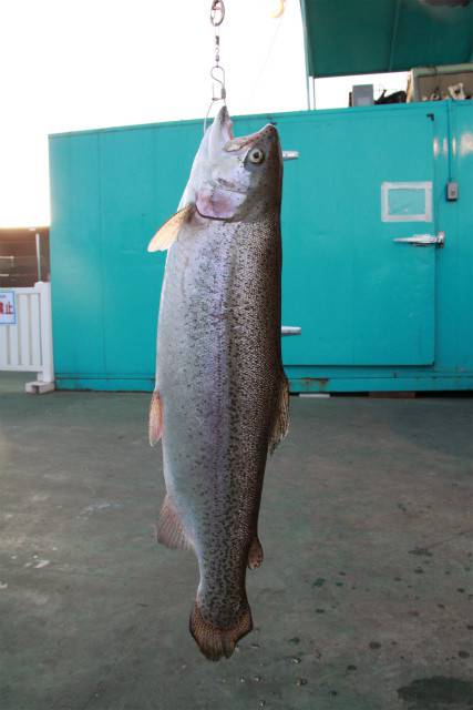 としまえんフィッシングエリア 釣果