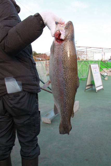 としまえんフィッシングエリア 釣果