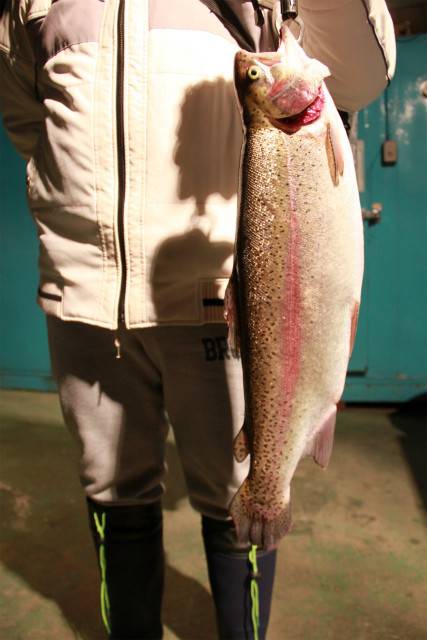 としまえんフィッシングエリア 釣果