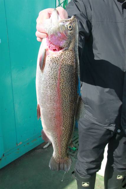 としまえんフィッシングエリア 釣果