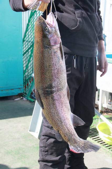 としまえんフィッシングエリア 釣果