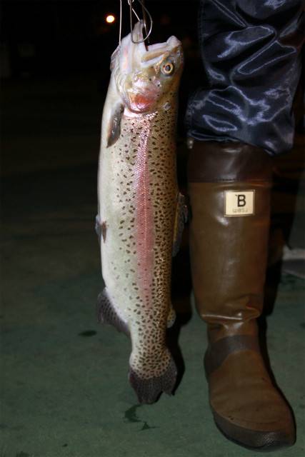 としまえんフィッシングエリア 釣果