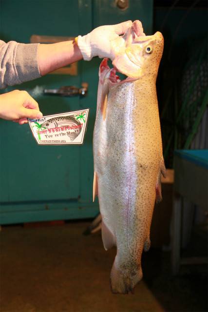 としまえんフィッシングエリア 釣果