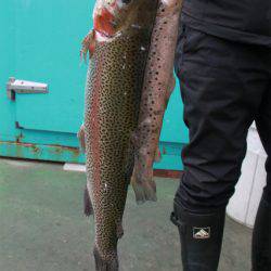 としまえんフィッシングエリア 釣果