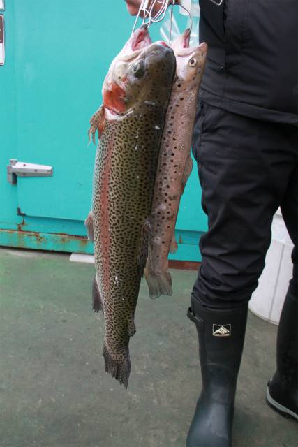 としまえんフィッシングエリア 釣果