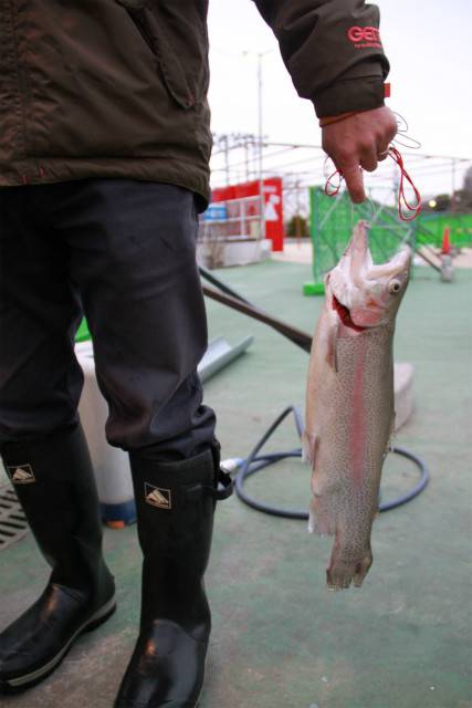 としまえんフィッシングエリア 釣果